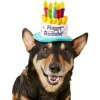 Frisco Birthday Cake Dog & Cat Hat -Pet Cat Supplies Shop 139518 MAIN. AC SS1800 V1540401491