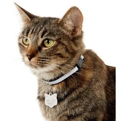 Frisco Stainless Steel Personalized Cat ID Tag, Cat 9 Frisco Stainless Steel Personalized Cat ID Tag, Cat -Pet Cat Supplies Shop 153043 PT5. AC SS1800 V1540560131