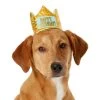 Frisco Happy Birthday Dog & Cat Crown -Pet Cat Supplies Shop 153665 MAIN. AC SS1800 V1551230974