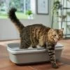 Frisco Sifting Cat Litter Box, Large -Pet Cat Supplies Shop 155658 MAIN. AC SS1800 V1675280052