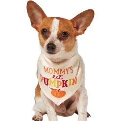 Frisco Mommy's Lil Pumpkin Dog & Cat Bandana -Pet Cat Supplies Shop 158936 PT2. AC SS1800 V1689629423