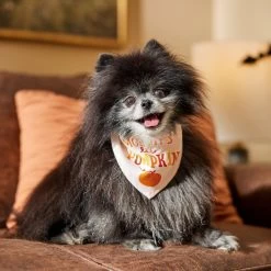 Frisco Mommy's Lil Pumpkin Dog & Cat Bandana -Pet Cat Supplies Shop 158936 PT4. AC SS1800 V1633064807