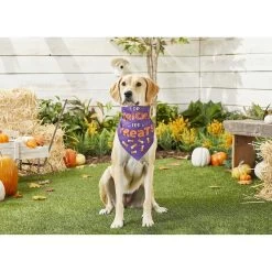 Frisco I Do Tricks For Treats Dog & Cat Bandana -Pet Cat Supplies Shop 158938 PT4. AC SS1800 V1633069923