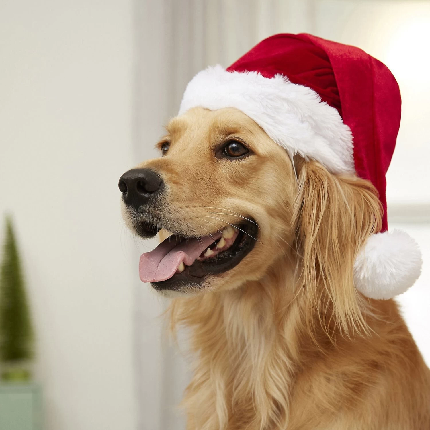 Frisco Holiday Dog & Cat Santa Hat, 1 Count 7 Frisco Holiday Dog & Cat Santa Hat, 1 Count - Image 5