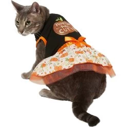 Frisco Pumpkin Patch Cutie Dog & Cat Dress 10 Frisco Pumpkin Patch Cutie Dog & Cat Dress -Pet Cat Supplies Shop 215784 PT2. AC SS1800 V1632429076