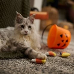 Frisco Halloween Candy Corn Plush Cat Toy With Catnip 8 Frisco Halloween Candy Corn Plush Cat Toy With Catnip -Pet Cat Supplies Shop 218645 PT3. AC SS1800 V1689878929