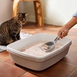 Frisco Natural Lightly Scented Clumping Grass Cat Litter -Pet Cat Supplies Shop 230714 PT4. AC SS1800 V1659023184