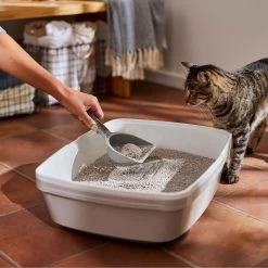 Frisco Lightweight Unscented Clumping Cat Litter -Pet Cat Supplies Shop 230716 PT4. AC SS1800 V1659023918
