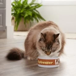 Frisco Playful Kitty Ceramic Personalized Cat Bowl, 1-cup, 8oz -Pet Cat Supplies Shop 250841 PT3. AC SS1800 V1610755212