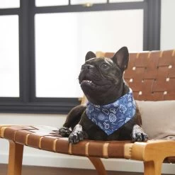 Frisco Fall Vibes Dog & Cat Bandana -Pet Cat Supplies Shop 267913 PT5. AC SS1800 V1637722289