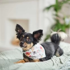 Frisco Wintry Vibes Dog & Cat Bandana -Pet Cat Supplies Shop 267916 PT5. AC SS1800 V1637707673