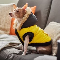 Frisco Heavyweight Anchorage Insulated Dog & Cat Parka, Yellow/Black -Pet Cat Supplies Shop 268397 PT8. AC SS1800 V1629761431