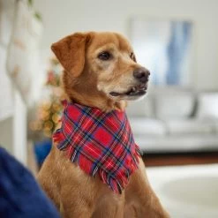 Frisco Red/Green Plaid Dog & Cat Flannel Bandana -Pet Cat Supplies Shop 276201 PT5. AC SS1800 V1637669261