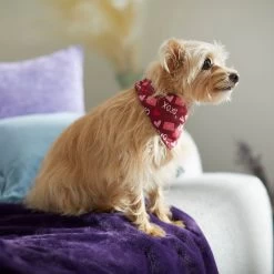 Frisco Love Letters Dog & Cat Bandana -Pet Cat Supplies Shop 292051 PT7. AC SS1800 V1702598609