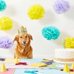 Frisco Happy Birthday Dog & Cat Crown & Frisco It's My Birthday & Cat T-Shirt -Pet Cat Supplies Shop 302470 PT3. AC SS1800 V1623073946