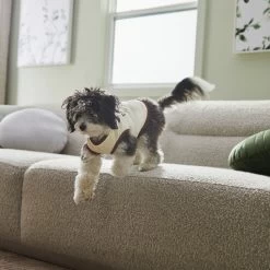 Frisco Problem Child Dog & Cat T-Shirt -Pet Cat Supplies Shop 312064 PT5. AC SS1800 V1673303462