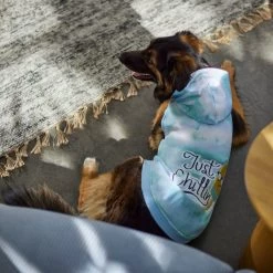 Frisco Just Chillin Dog & Cat Hoodie -Pet Cat Supplies Shop 312233 PT8. AC SS1800 V1644881922