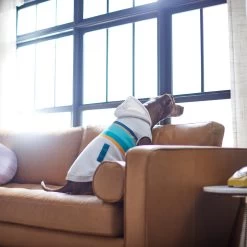 Frisco Striped Dog & Cat Hoodie -Pet Cat Supplies Shop 312265 PT8. AC SS1800 V1644884817