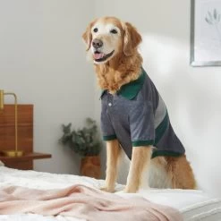 Frisco Green Striped Polo Dog & Cat Shirt 19 Frisco Green Striped Polo Dog & Cat Shirt -Pet Cat Supplies Shop 315091 PT8. AC SS1800 V1646434389