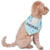 Frisco Party Animal Dog & Cat Bandana -Pet Cat Supplies Shop 315136 MAIN. AC SS1800 V1646438241