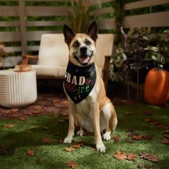 Frisco Bad & Boo-Jee Dog & Cat Costume Bandana -Pet Cat Supplies Shop 334807 PT6. AC SS1800 V1660056594