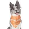Frisco Orange Spiderweb Dog & Cat Costume Bandana -Pet Cat Supplies Shop 335046 MAIN. AC SS1800 V1658719175