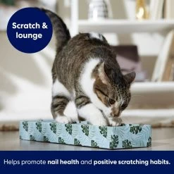 Frisco Single-Wide Cat Scratcher Toy With Catnip, Tropical Paradise, 2 Count -Pet Cat Supplies Shop 347217 PT3. AC SS1800 V1659699275
