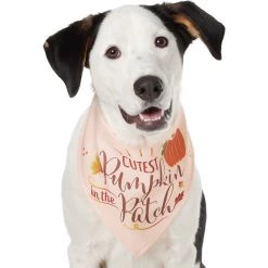Frisco Cutest Pumpkin In The Patch Dog & Cat Bandana -Pet Cat Supplies Shop 353777 PT2. AC SS1800 V1659010334