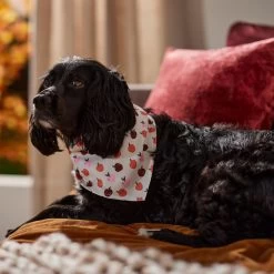 Frisco Apple Dog & Cat Bandana -Pet Cat Supplies Shop 353786 PT6. AC SS1800 V1660749688