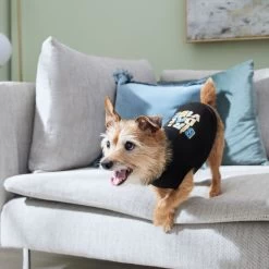 Frisco Birthday Vibe Dog & Cat T-Shirt -Pet Cat Supplies Shop 368790 PT7. AC SS1800 V1664994272