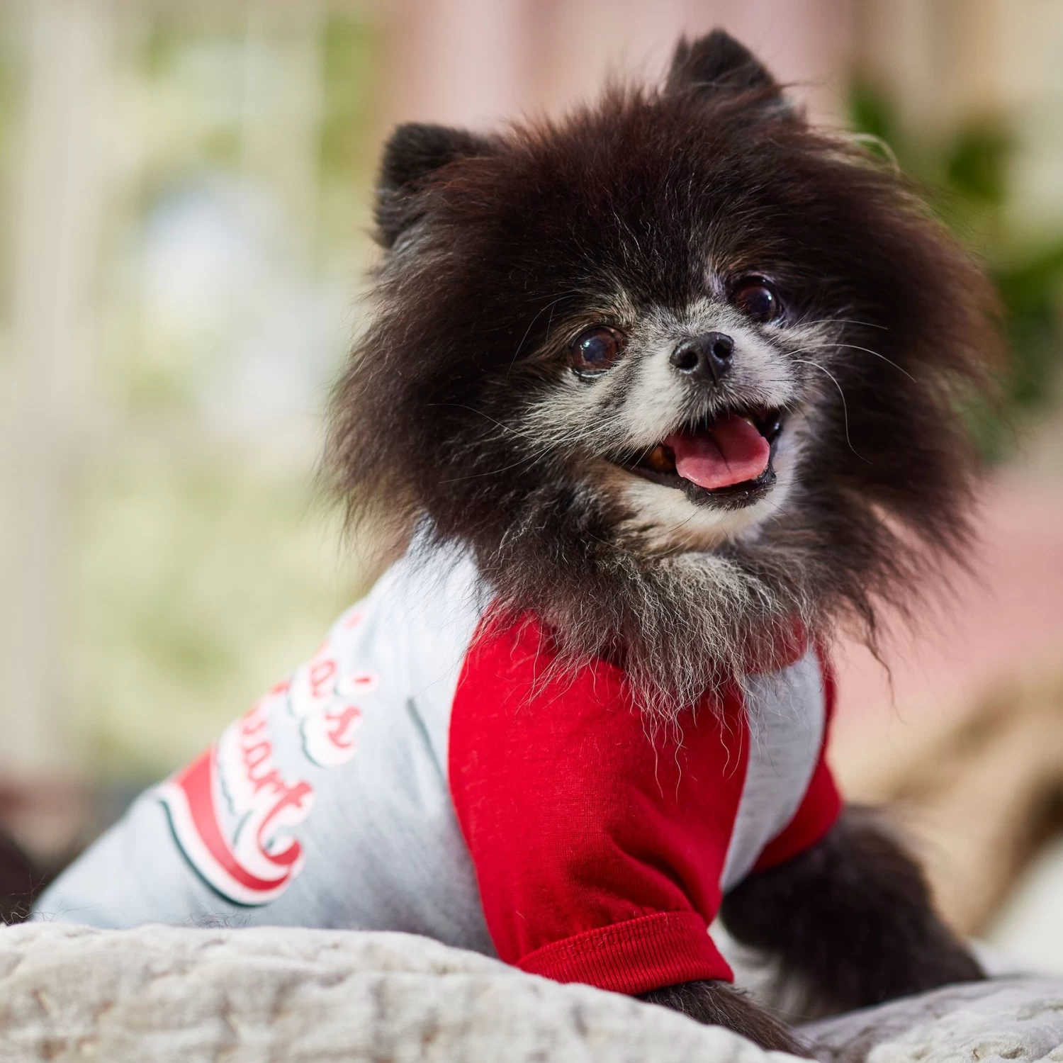 Frisco Mama's Sweetheart Dog & Cat T-Shirt 10 Frisco Mama's Sweetheart Dog & Cat T-Shirt - Image 8