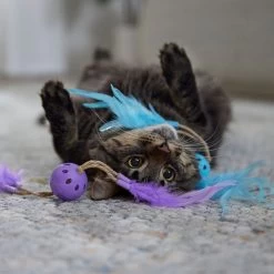 Frisco Feather & Play Plastic Balls Cat Toy, 2 Count -Pet Cat Supplies Shop 525998 PT3. AC SS1800 V1669148124