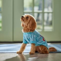 Frisco I Need Vitamin Sea Dog & Cat T-Shirt -Pet Cat Supplies Shop 556062 PT5. AC SS1800 V1674829136