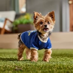 Frisco I Live In The Sunshine Dog & Cat T-Shirt -Pet Cat Supplies Shop 556222 PT5. AC SS1800 V1674828683