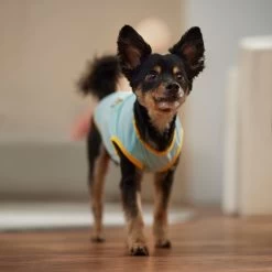 Frisco Just Another Day In Paradise Dog & Cat T-Shirt 14 Frisco Just Another Day In Paradise Dog & Cat T-Shirt -Pet Cat Supplies Shop 556406 PT5. AC SS1800 V1675099506