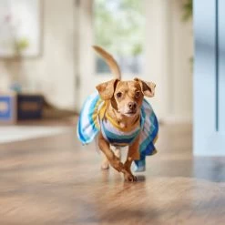 Frisco Beach Vibes Dog & Cat Dress -Pet Cat Supplies Shop 556934 PT5. AC SS1800 V1675280724