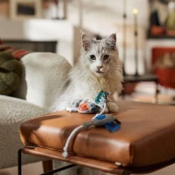 Frisco Halloween Cutie Bats Plush Cat Toy With Catnip 8 Frisco Halloween Cutie Bats Plush Cat Toy With Catnip -Pet Cat Supplies Shop 667990 PT3. AC SS1800 V1689354957