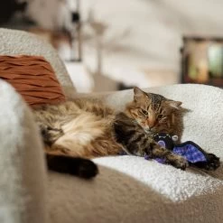 Frisco Halloween Cutie Bat Plush Cat Toy With Catnip 8 Frisco Halloween Cutie Bat Plush Cat Toy With Catnip -Pet Cat Supplies Shop 668038 PT3. AC SS1800 V1689271242