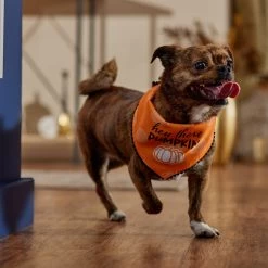 Frisco Hey There Pumpkin Dog & Cat Bandana -Pet Cat Supplies Shop 706374 PT5. AC SS1800 V1689342197