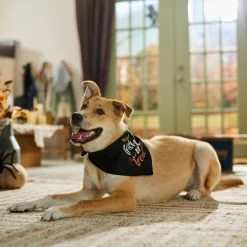 Frisco Trick Or Treat Dog & Cat Bandana -Pet Cat Supplies Shop 706398 PT5. AC SS1800 V1689282516