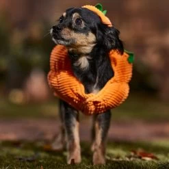 Frisco Pumpkin Ball Dog & Cat Costume -Pet Cat Supplies Shop 708902 PT7. AC SS1800 V1689282553