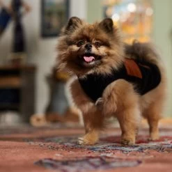 Frisco Light Weight Leopard Print Lined Fleece Dog & Cat Vest 16 Frisco Light Weight Leopard Print Lined Fleece Dog & Cat Vest -Pet Cat Supplies Shop 720694 PT7. AC SS1800 V1692378099