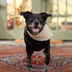 Frisco Solid Faux Fur Dog & Cat Bandana 13 Frisco Solid Faux Fur Dog & Cat Bandana -Pet Cat Supplies Shop 733878 PT6. AC SS1800 V1692378974