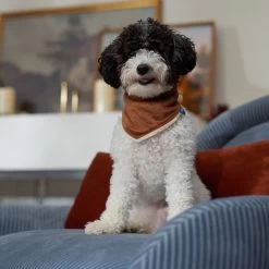 Frisco Reversible Cozy Knit Faux Fur Dog & Cat Pullover Bandana -Pet Cat Supplies Shop 733918 PT6. AC SS1800 V1692378160