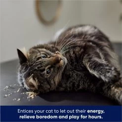 Frisco Natural Catnip & Hartz Cattraction Silver Vine & Catnip Gator Cat Scratcher Toy, Color Varies -Pet Cat Supplies Shop 737470 PT4. AC SS1800 V1683212147