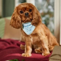 Frisco Reversible Snowflake Cozy Knit Faux Fur Dog & Cat Pullover Bandana, 1 Count -Pet Cat Supplies Shop 746630 PT6. AC SS1800 V1694799358