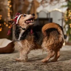 Frisco Nordic Pawprint Dog & Cat Hat -Pet Cat Supplies Shop 746782 PT5. AC SS1800 V1694799891