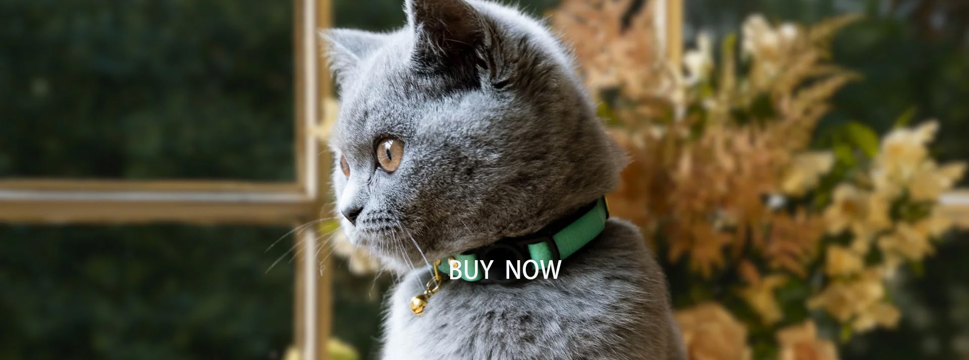 Pet Cat Supplies Shop -Pet Cat Supplies Shop 2